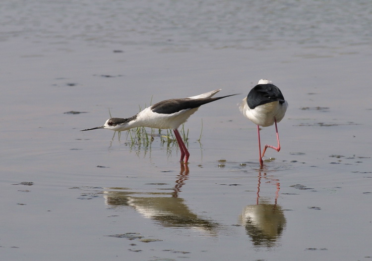 Il B.B. del Cavaliere - Himantopus himantopus L.